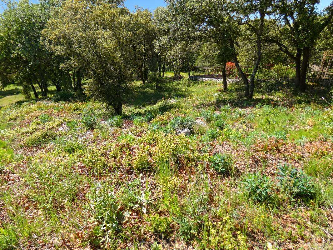 Terrain À Vendre 3867 m2 arboré - photo 6