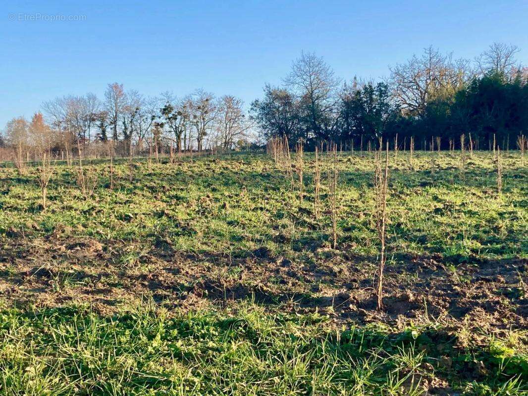 Ancienne Longère de caractère 114 m² sur 1,36 ha - Eauze (Gers) - photo 20
