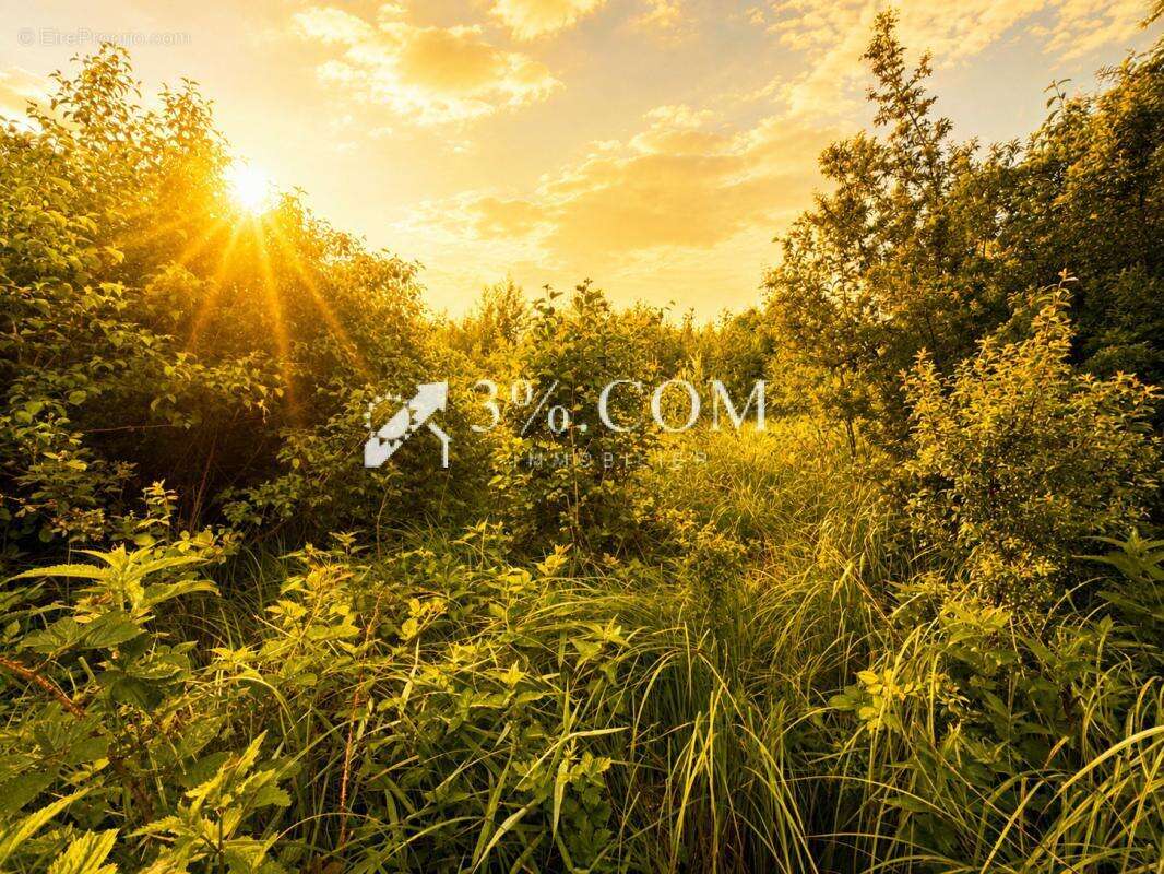 Foret - terrain  11.407 m2 - photo 2