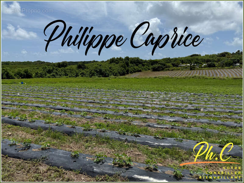 Terrain à LE VAUCLIN