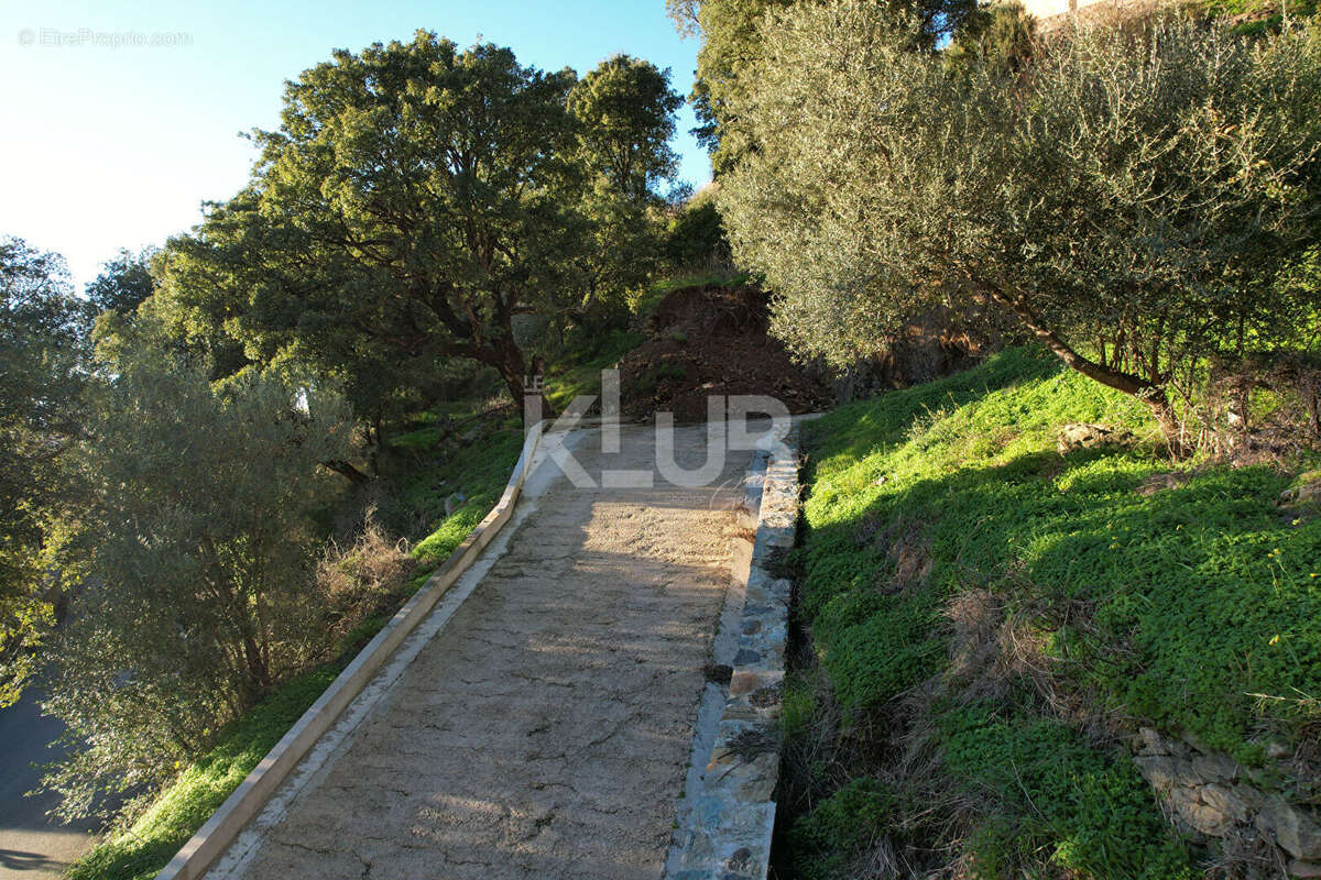 Terrain Constructible-1550 m2-Poggio D Oletta (Nebbio)vue dégagée - photo 9