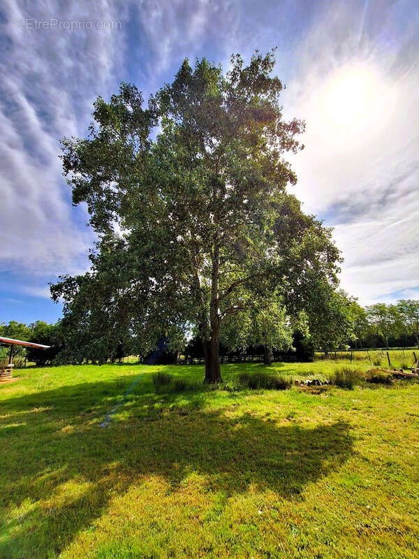 Corps de ferme à aménager avec dépendances et plus de 7 000 m² de terrain  Plaisance-du-Gers - photo 5