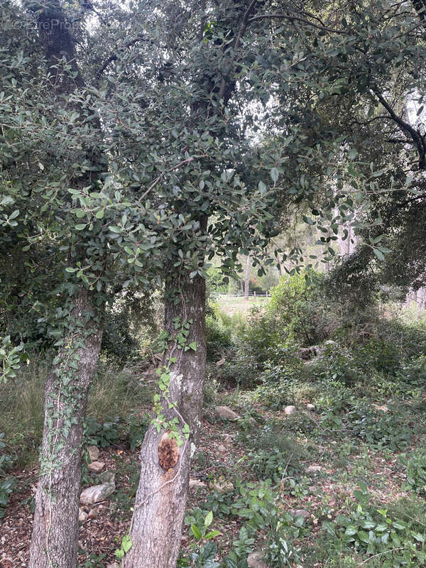 Propriété provençale à proximité du centre du Beausset - photo 9