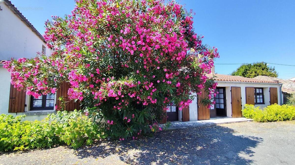 Photo 1 - Maison à SAINT-DENIS-D'OLERON