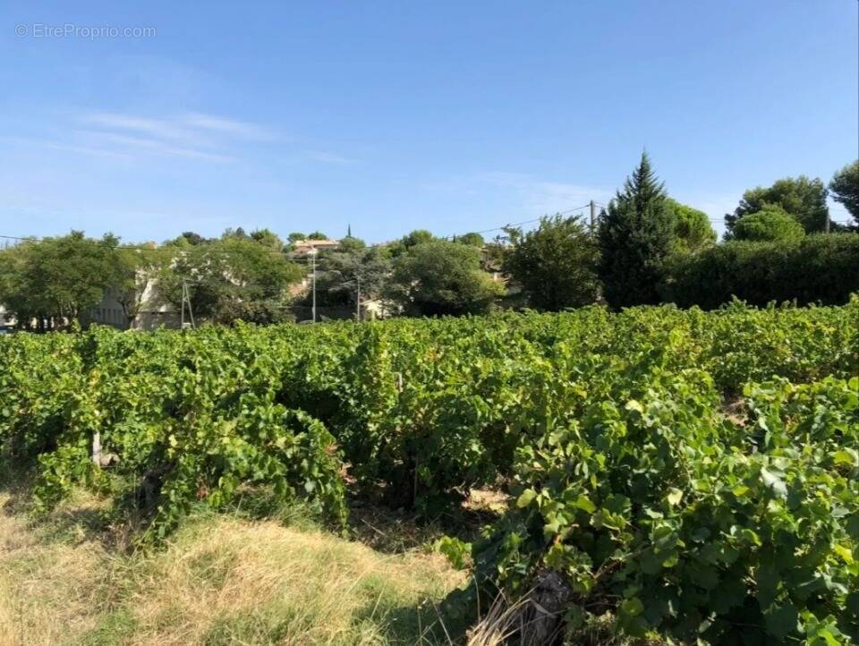 Terrain à VACQUEYRAS