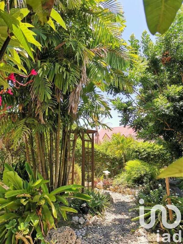 Photo 5 - Maison à SAINTE-ANNE