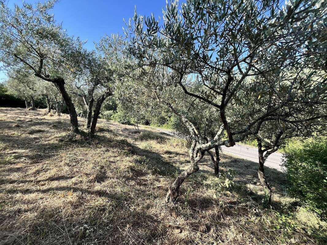 Olivette à Monoblet - photo 9