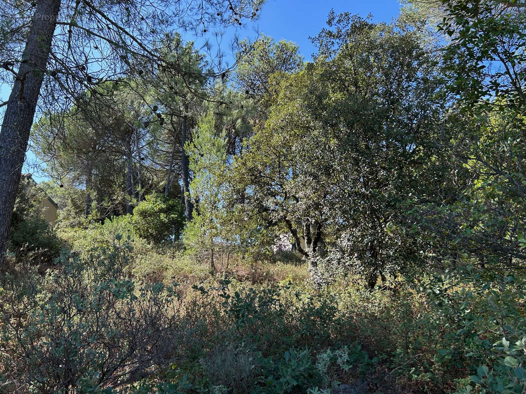 Magnifique terrain constructible arbore - photo 2