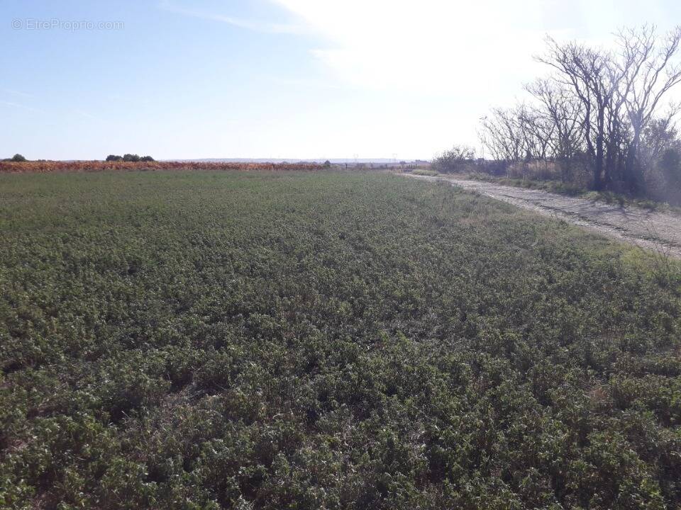 Terrain à SAINT-LAURENT-DE-LA-CABRERISSE