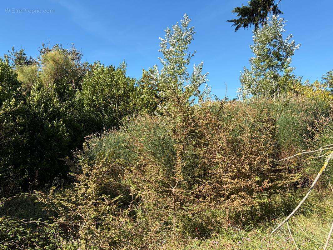 Barbatre (85) - ile de noirmoutier - rarissime terrain a batir 637 m² avec permis de construire accorde - photo 3