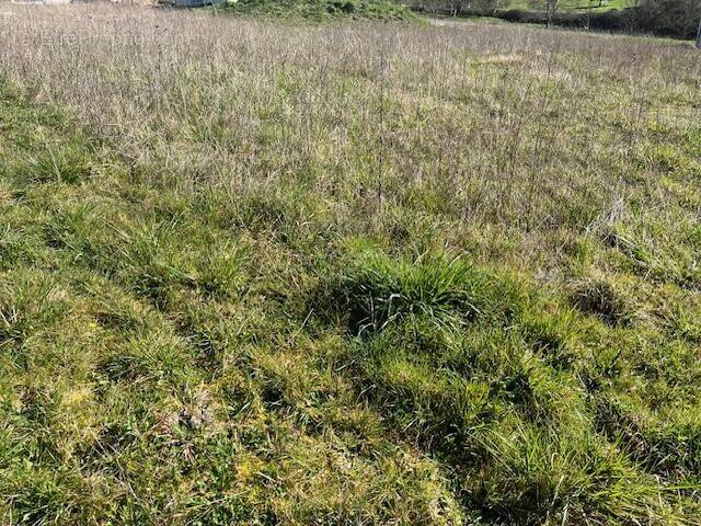 Terrain à COULOMBIERS