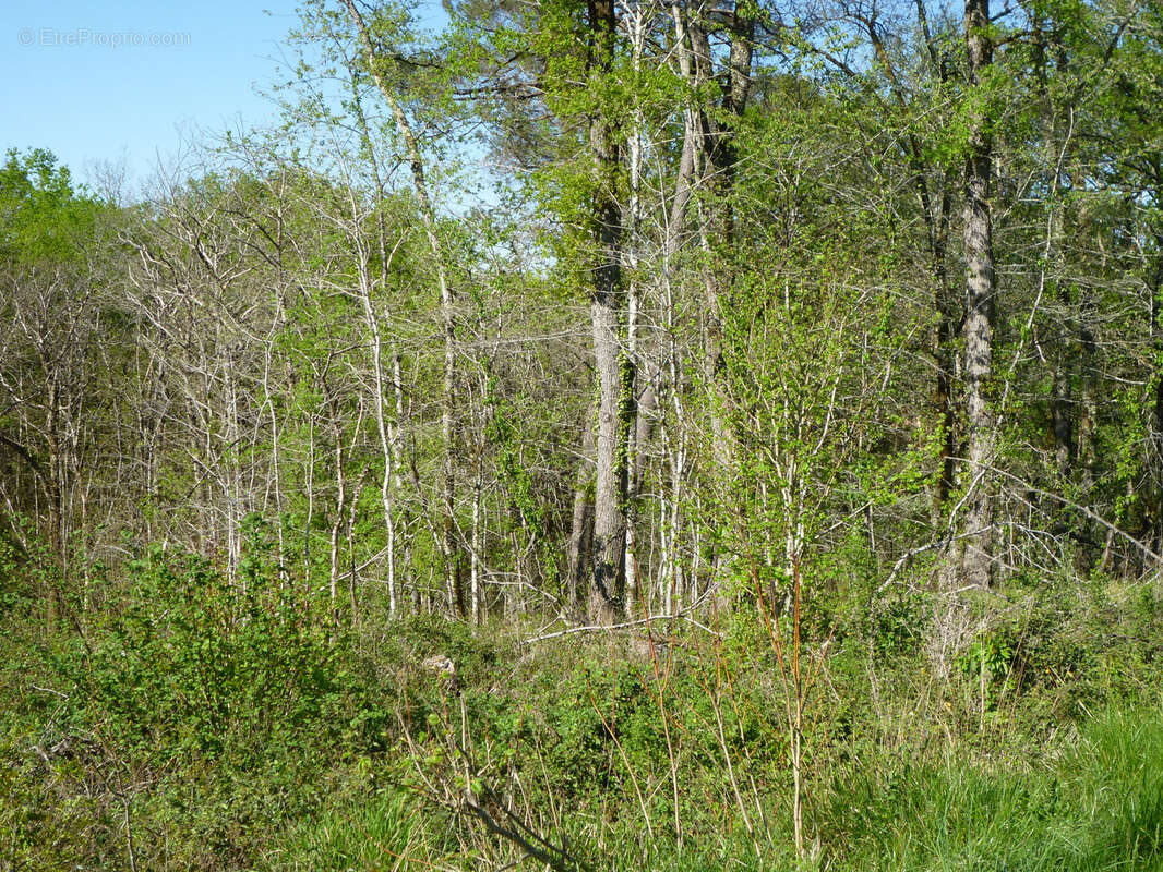 Parcelle de bois en campagne - monsempron libos - photo 7
