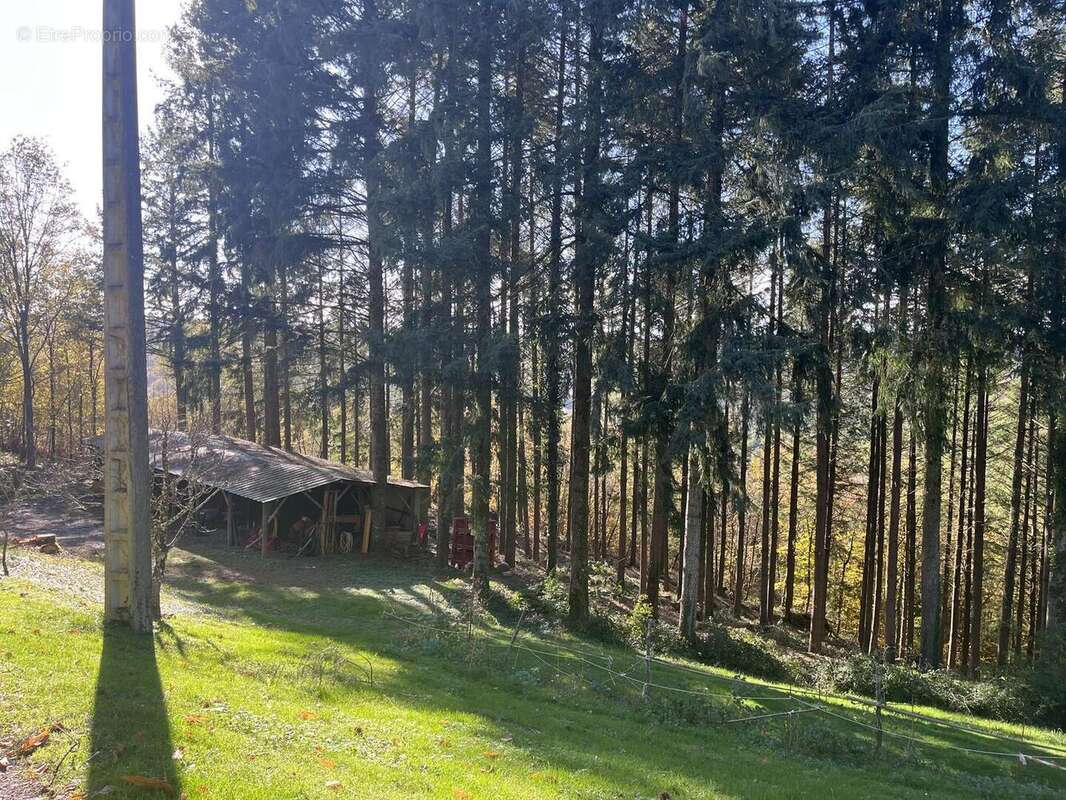 Hangar et sapinière - Maison à FIGEAC