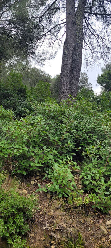 Terrain à CAVEIRAC