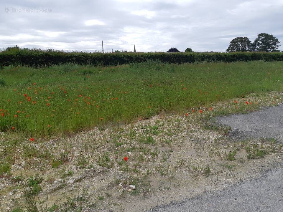 Terrain à MAZINGARBE