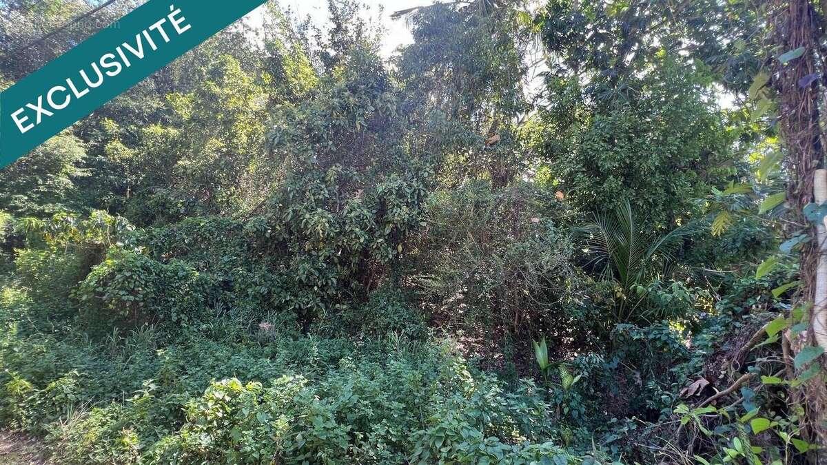 Photo 2 - Terrain à LE GOSIER