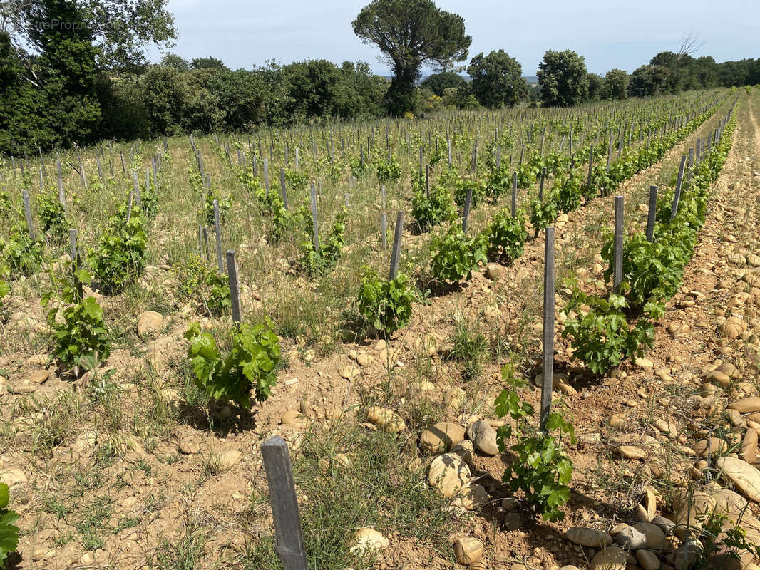 Domaine viticole confidentiel sur trois Crus de la Vallée du Rhône méridionale - photo 6