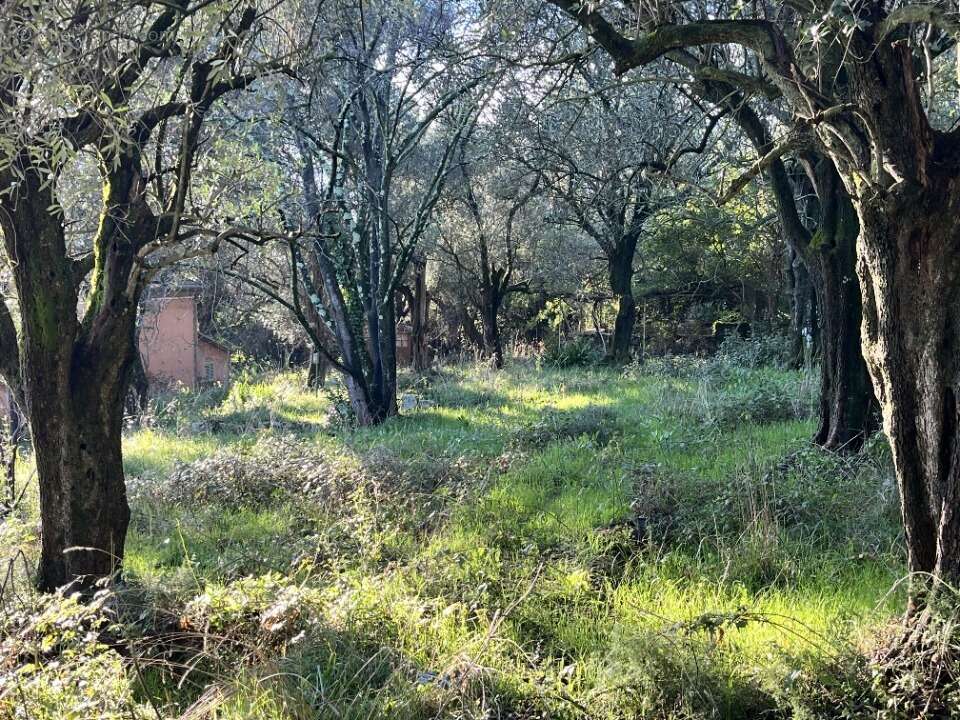Terrain à GRASSE