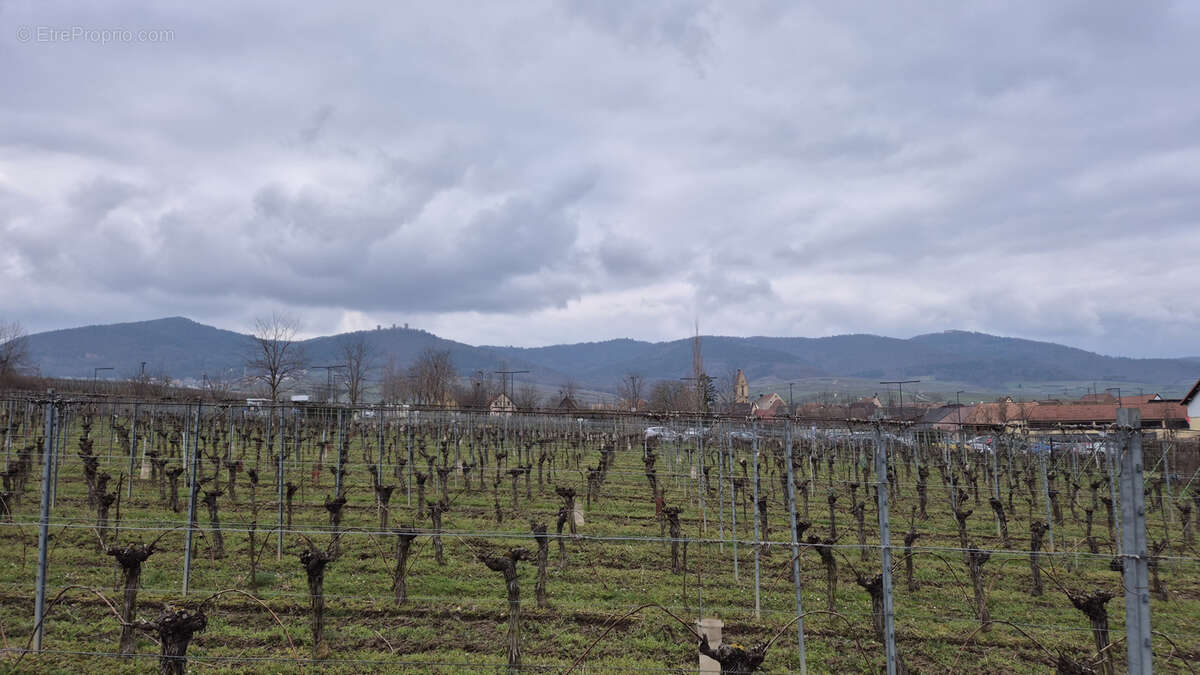 Terrain à EGUISHEIM