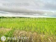 thoma-1720530091_1720530134_30325_be0de17 - Terrain à BACOUEL