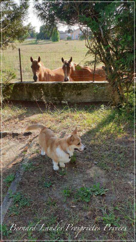 Appartement à SAINT-VINCENT-DE-PAUL