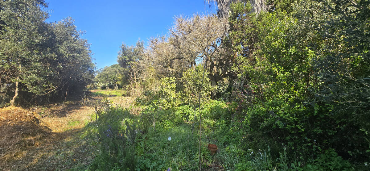 Terrain à OLMETO