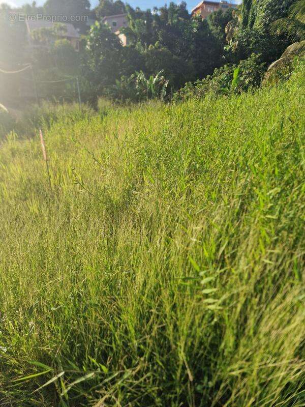 Terrain à SCHOELCHER