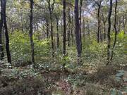 Terrain à VILLEFRANCHE-SUR-CHER