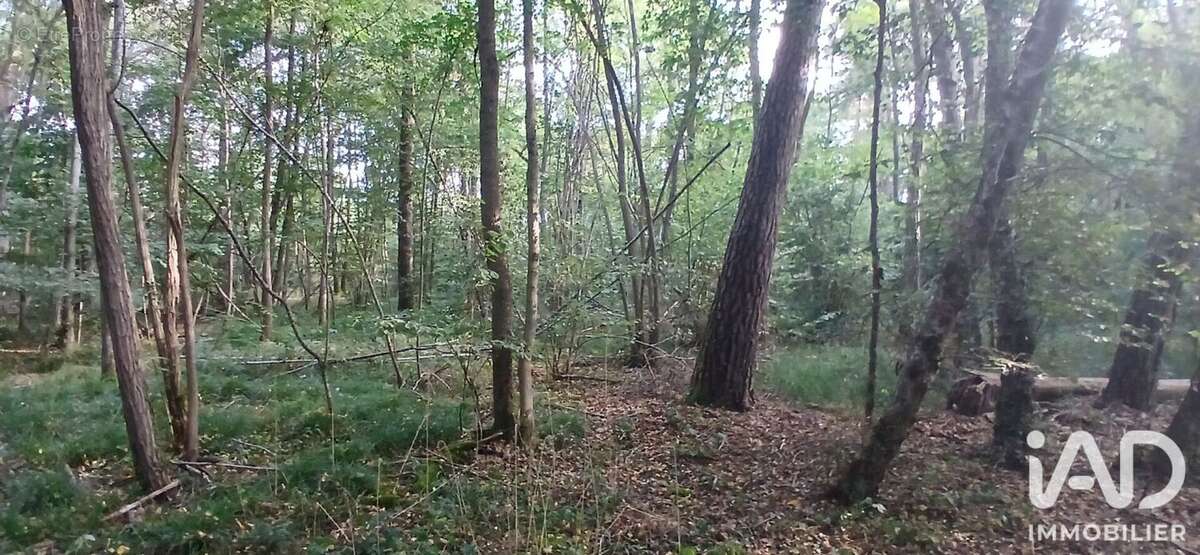 Terrain 3306 m² à Villemoutiers  - photo 6