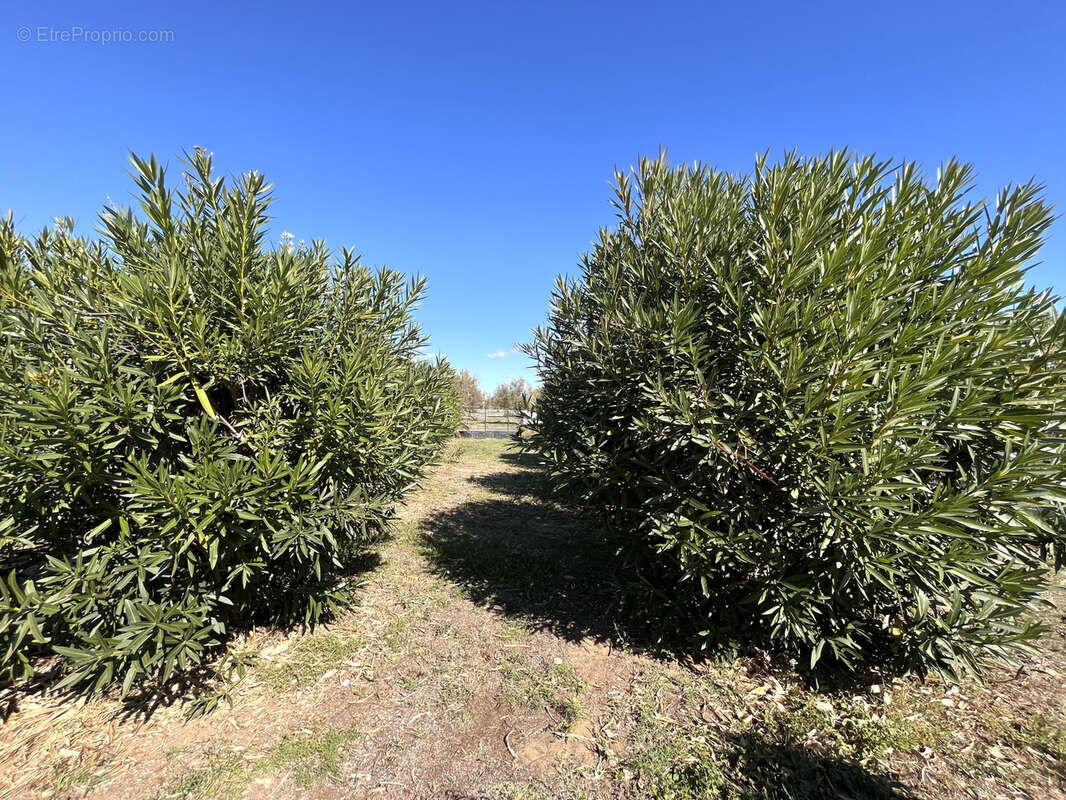 Maison à MARSEILLAN