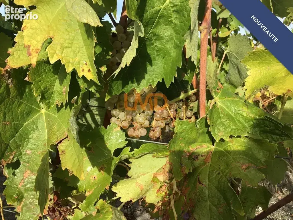 Vignoble de 2,80 ha en Petite Champagne - photo 2