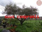 Maison à DOMESSARGUES