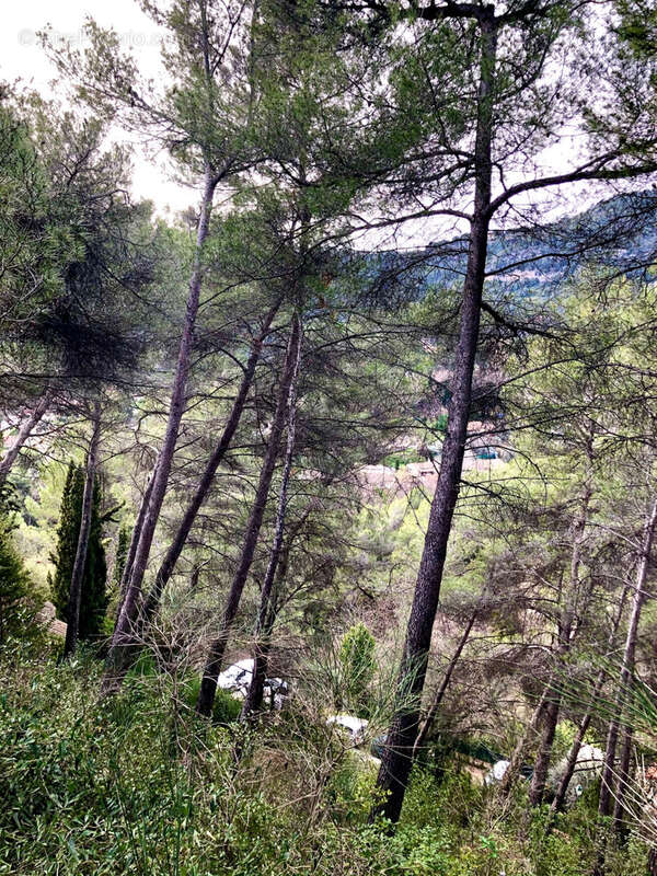 Terrain à TOURRETTE-LEVENS