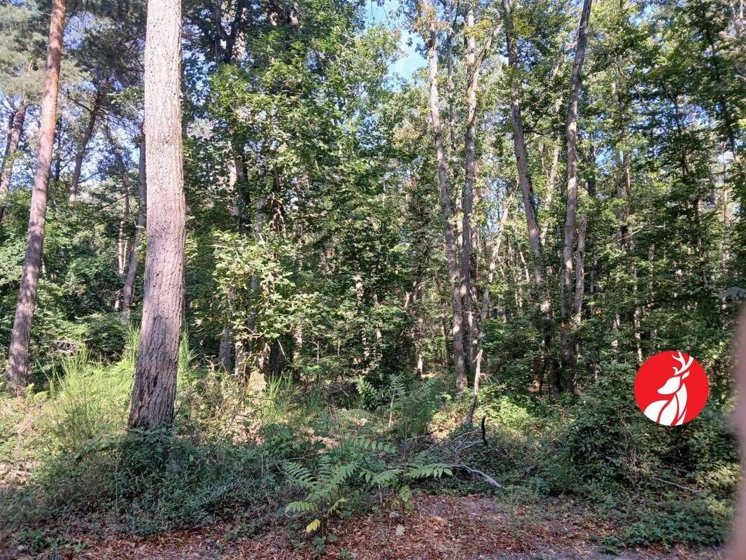 Terrain à MONTIGNY-SUR-LOING