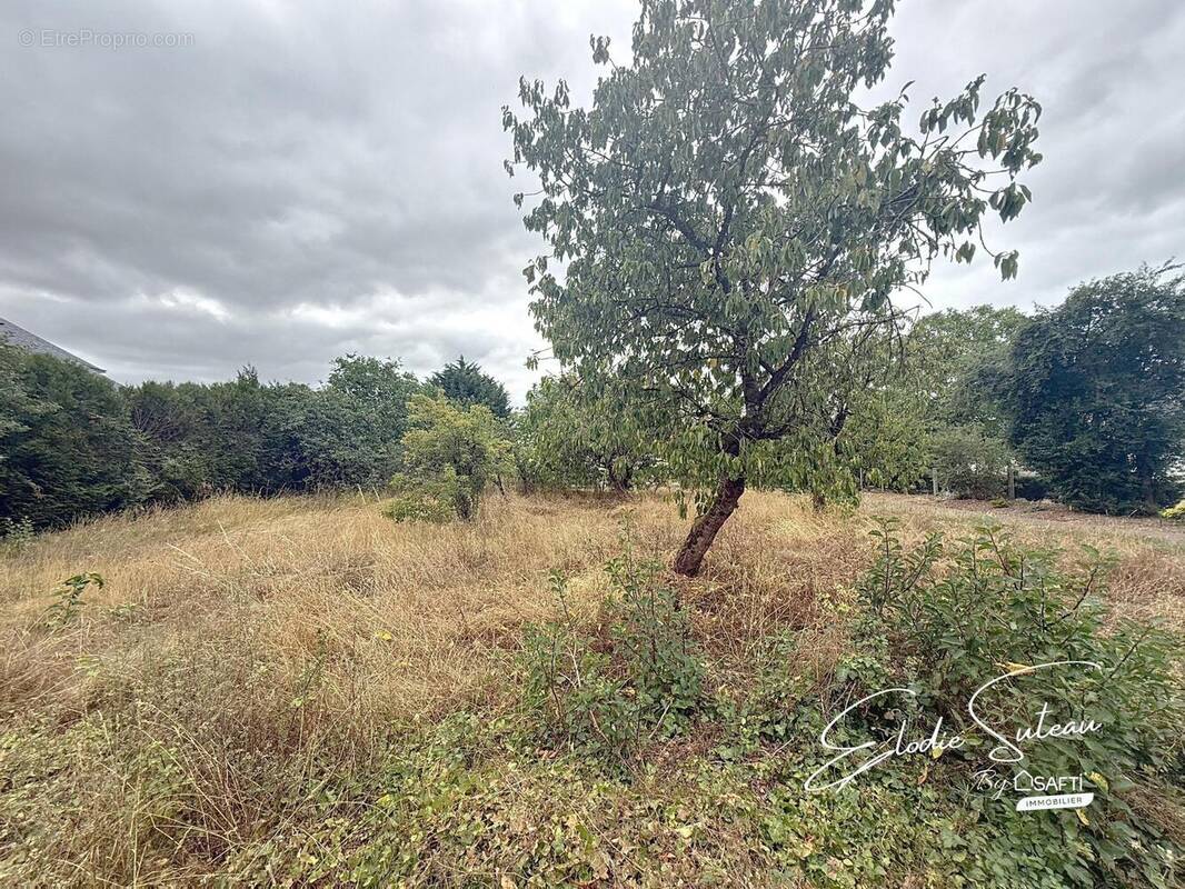 Photo 1 - Terrain à LE LION-D'ANGERS