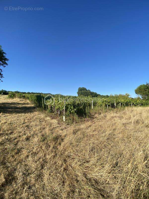 Caves et vignes sur la commune de chancay (37) negociable - photo 7