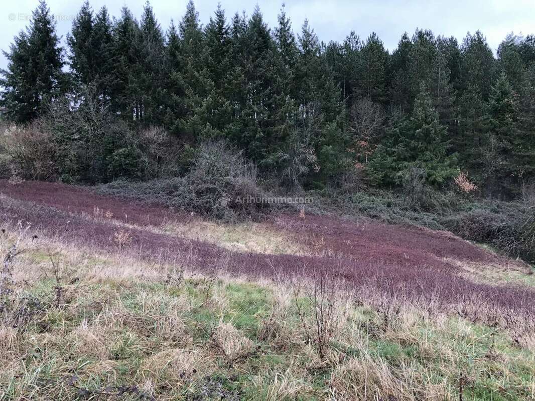 Terrain à BELLEGARDE