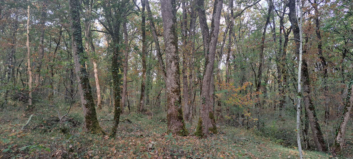 Terrain à SEPTFONDS