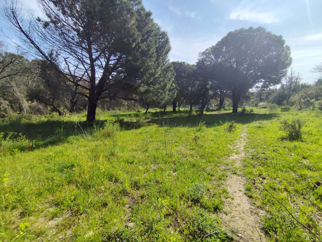 Terrain à ARGELES-SUR-MER