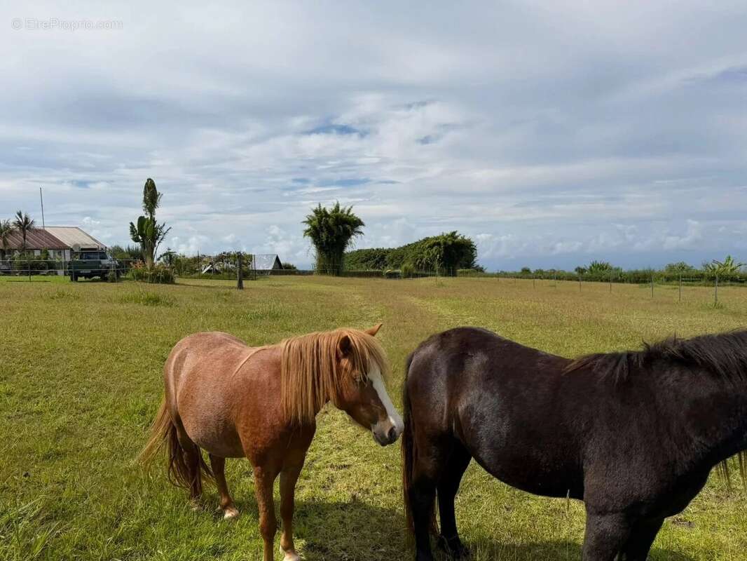 Maison à SAINT-JOSEPH