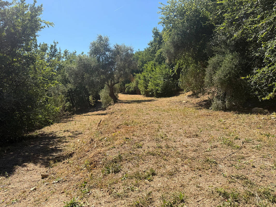 Terrain à CALLIAN