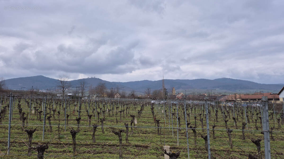 Terrain à EGUISHEIM