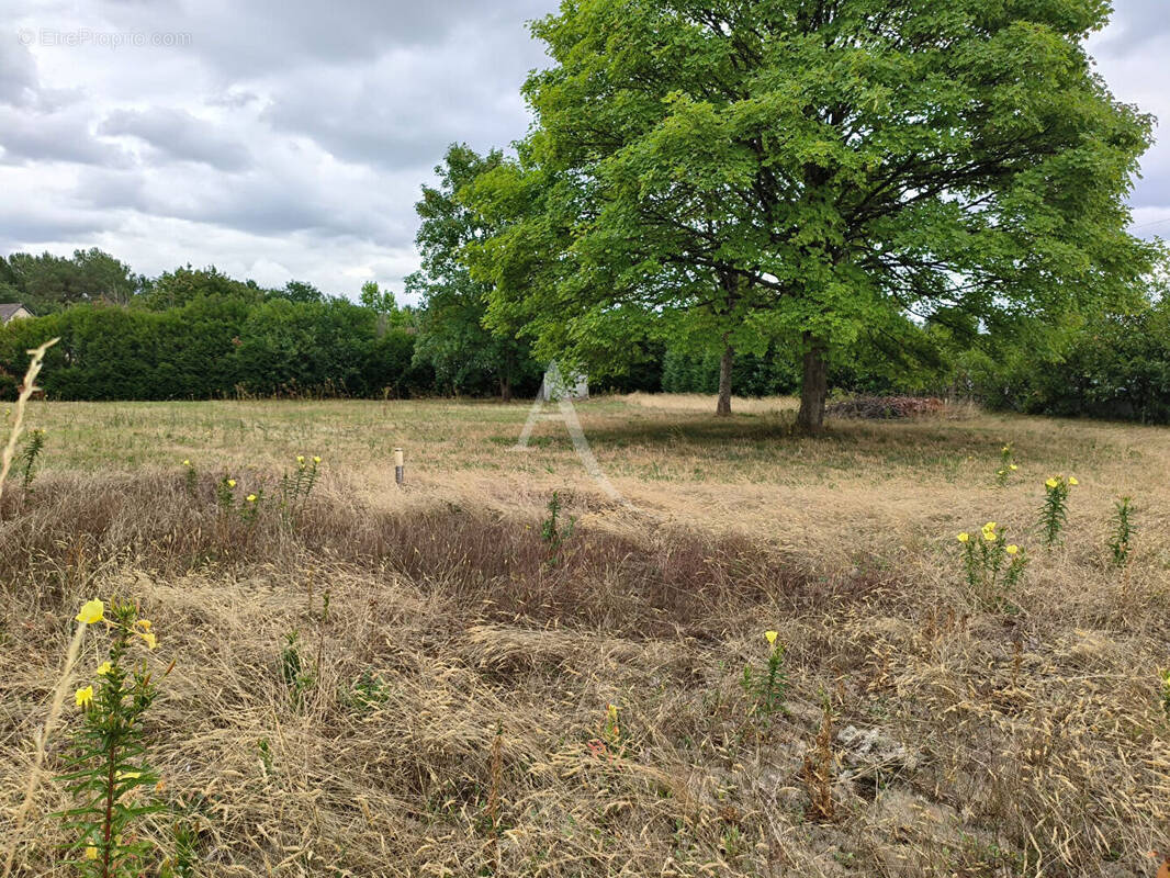 Terrain à YVRE-L'EVEQUE