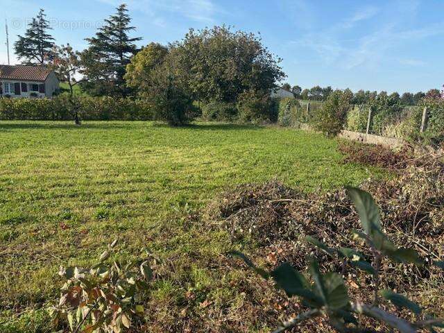 Terrain à SAINT-REMY