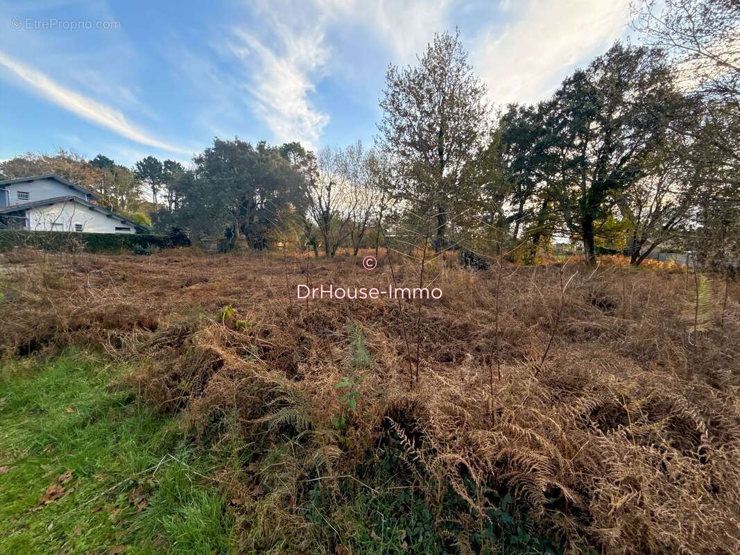 Terrain à MESSANGES