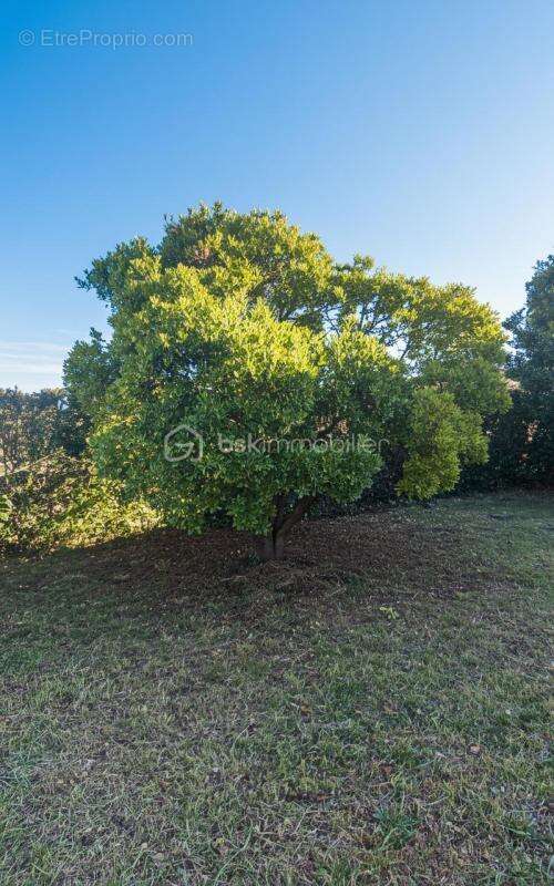 Maison à SAINT-ANDRE-DE-SANGONIS