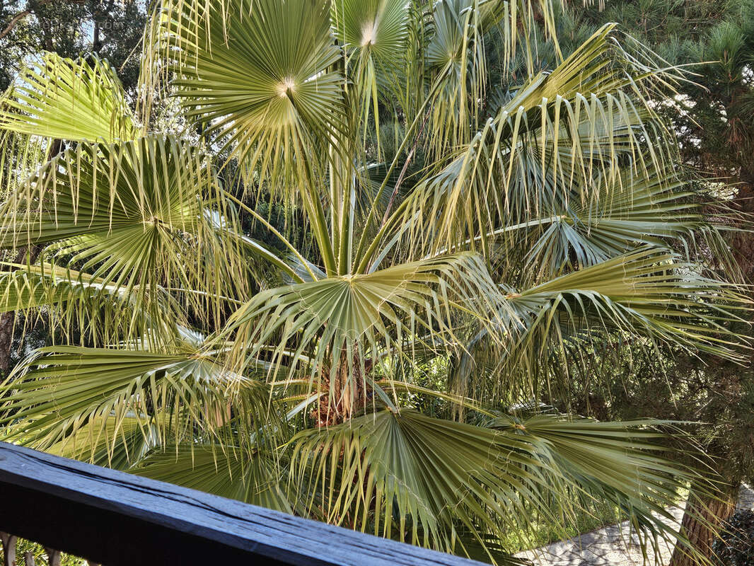 Appartement à LINGUIZZETTA
