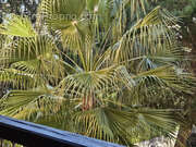 Appartement à LINGUIZZETTA