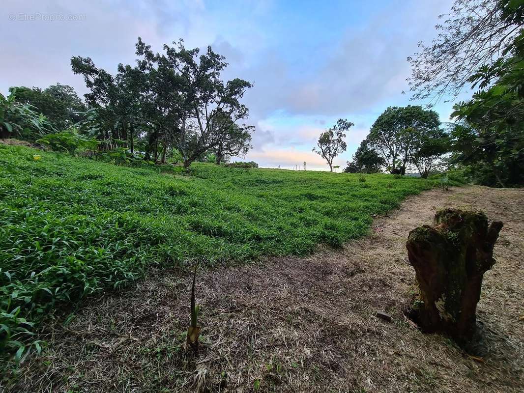 Terrain à GROS-MORNE