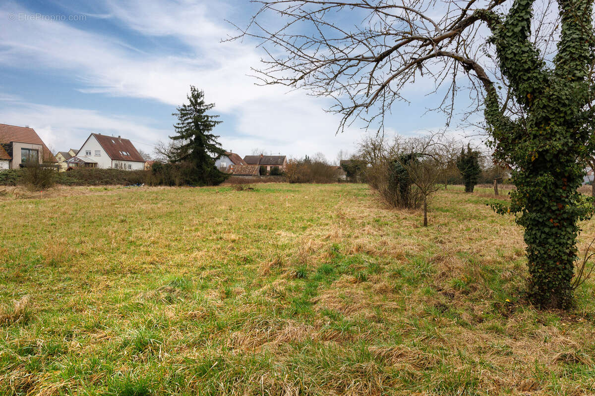 Terrain à GRUSSENHEIM